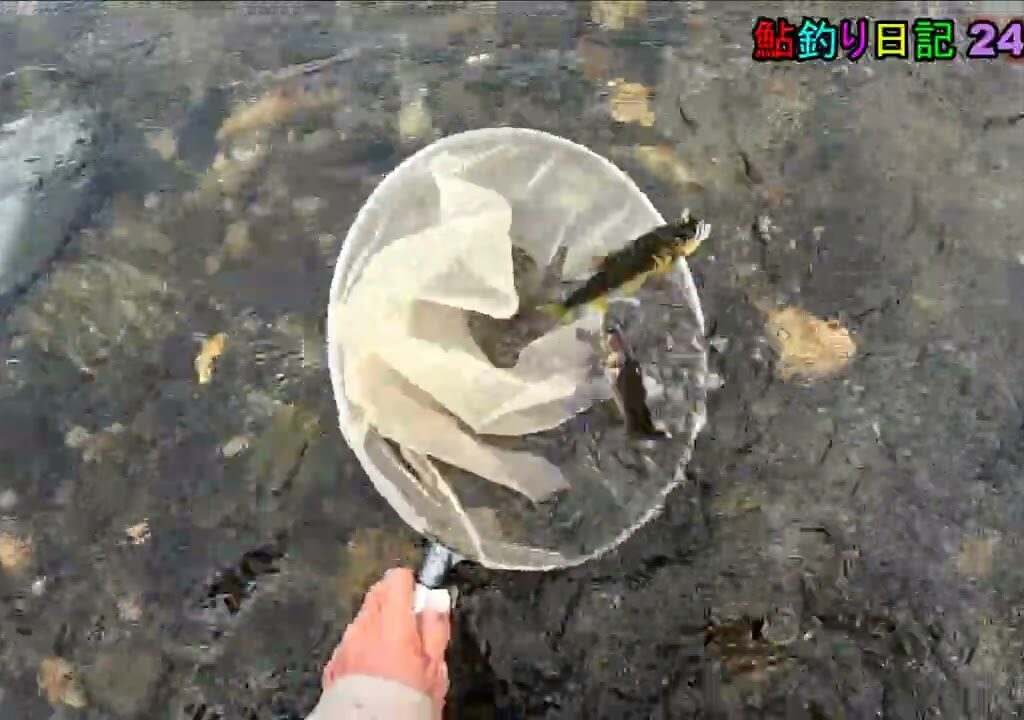 鮎釣り日記 24 8 27