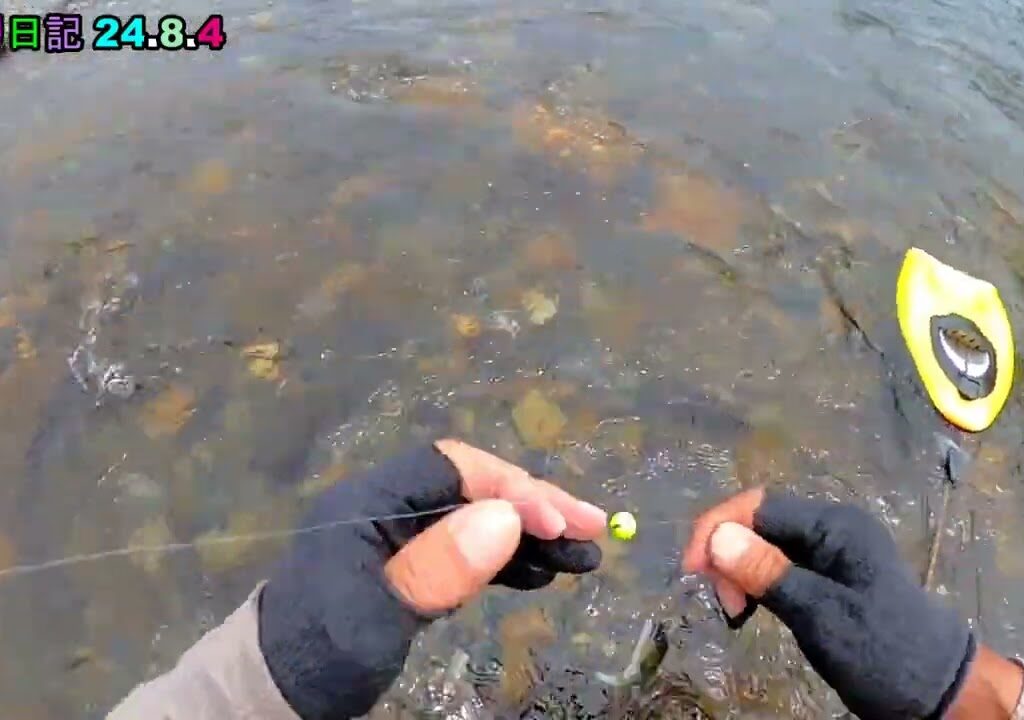 鮎釣り日記 24 8 4