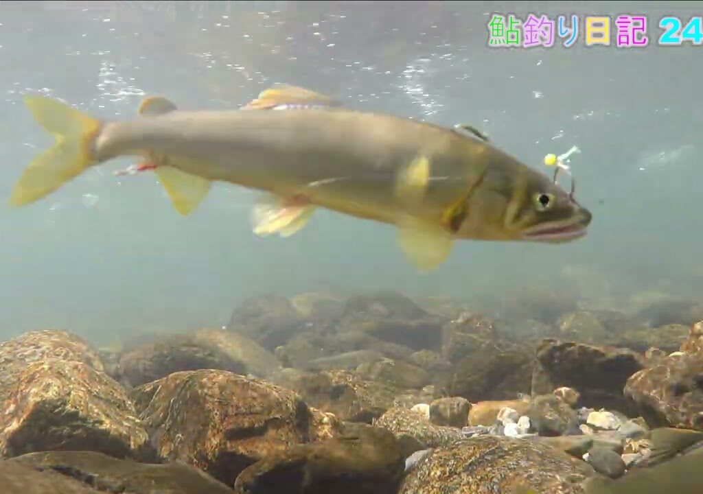 鮎釣り日記 24 8 7