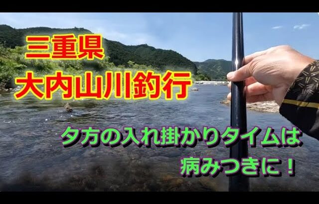 #75【午前は我慢の釣りが…】オトリに興味を持ってもらうには★鮎入れ追い