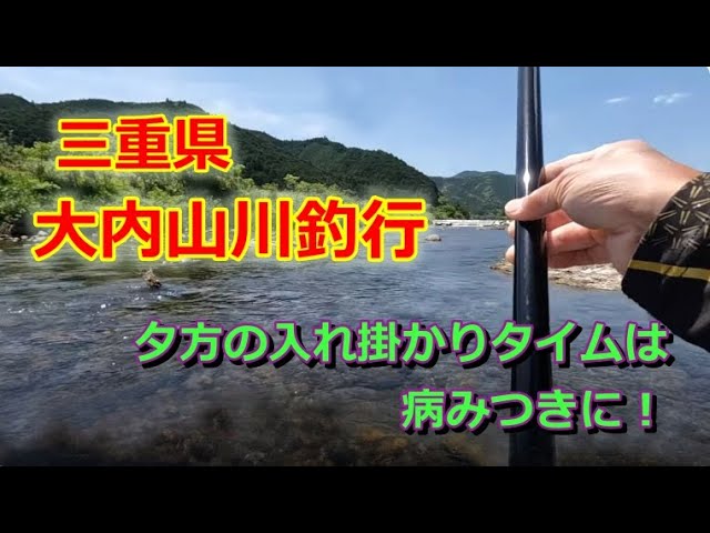 #75【午前は我慢の釣りが…】オトリに興味を持ってもらうには★鮎入れ追い