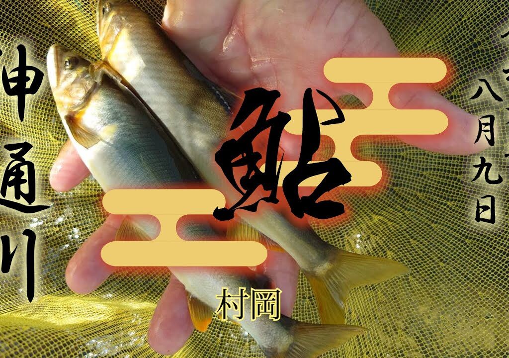 8. 9 神通川　鮎
