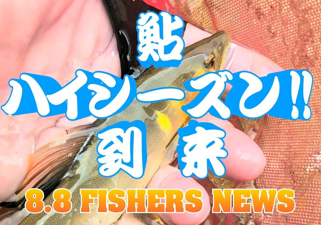 8月8日 FISHERS NEWS 鮎ハイシーズン到来！