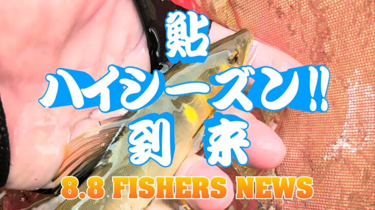 8月8日 FISHERS NEWS 鮎ハイシーズン到来！