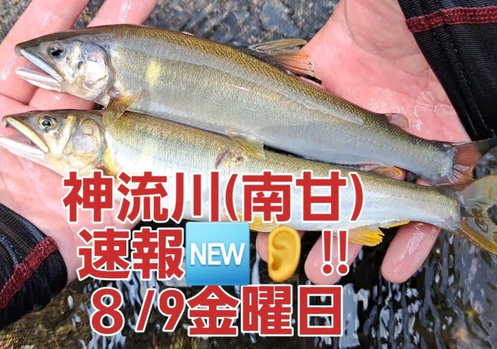 神流川(南甘)速報🆕👂‼８/9金曜日　良い鮎ちゃん釣れています🎶