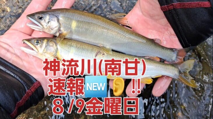 神流川(南甘)速報🆕👂‼８/9金曜日　良い鮎ちゃん釣れています🎶