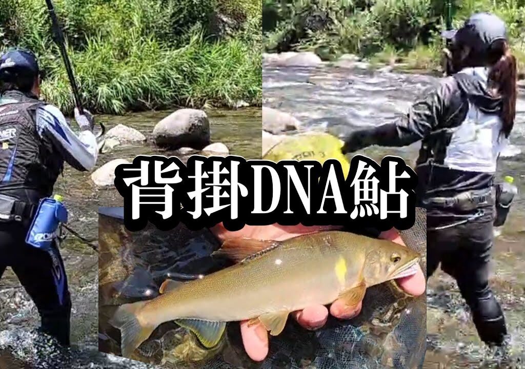 鮎釣り　背掛DNA鮎を釣る／益田川上流漁協秋神川