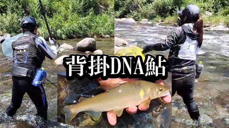 鮎釣り　背掛DNA鮎を釣る／益田川上流漁協秋神川