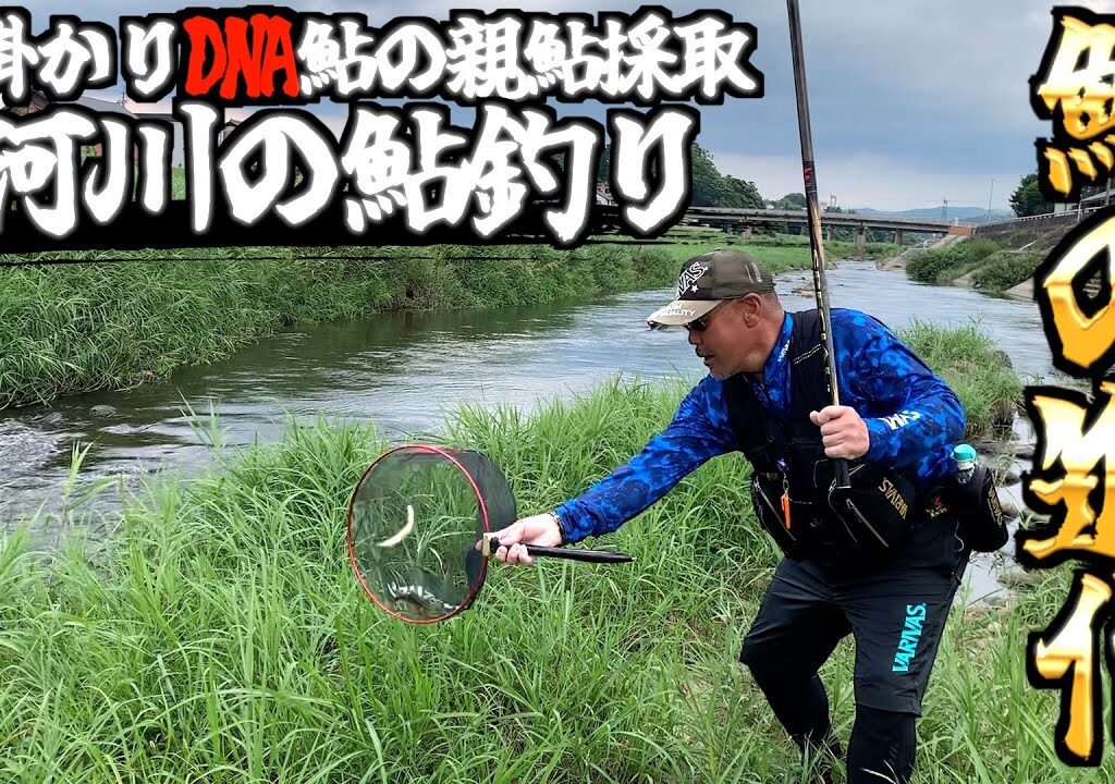 【鮎釣り】背掛かりDNA鮎の親鮎採取河川・名張川。ヤル気鮎に興奮の連続入れ掛かり！！