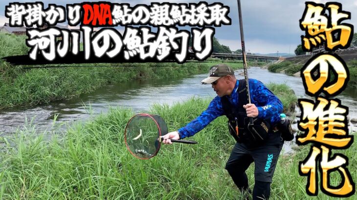 【鮎釣り】背掛かりDNA鮎の親鮎採取河川・名張川。ヤル気鮎に興奮の連続入れ掛かり！！