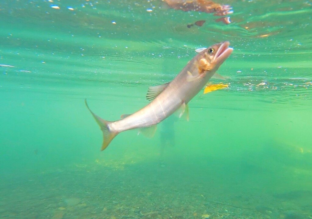 【鮎の引っ掛け釣り】Japanese clear river hook fishing. “Ayu”