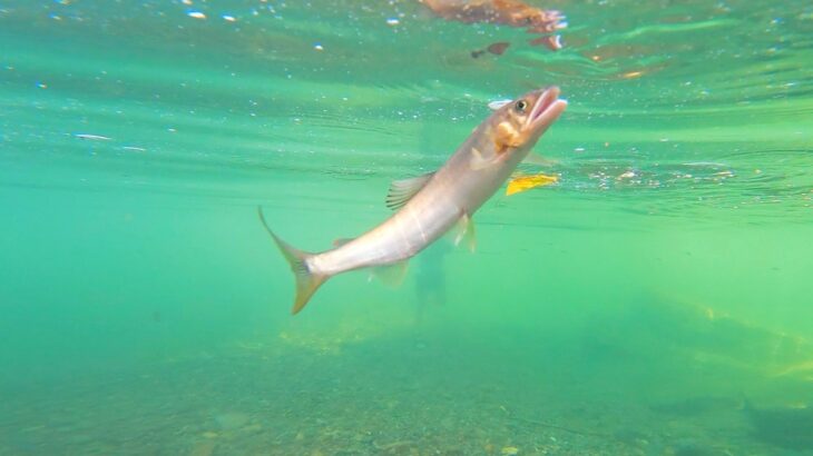 【鮎の引っ掛け釣り】Japanese clear river hook fishing. “Ayu”