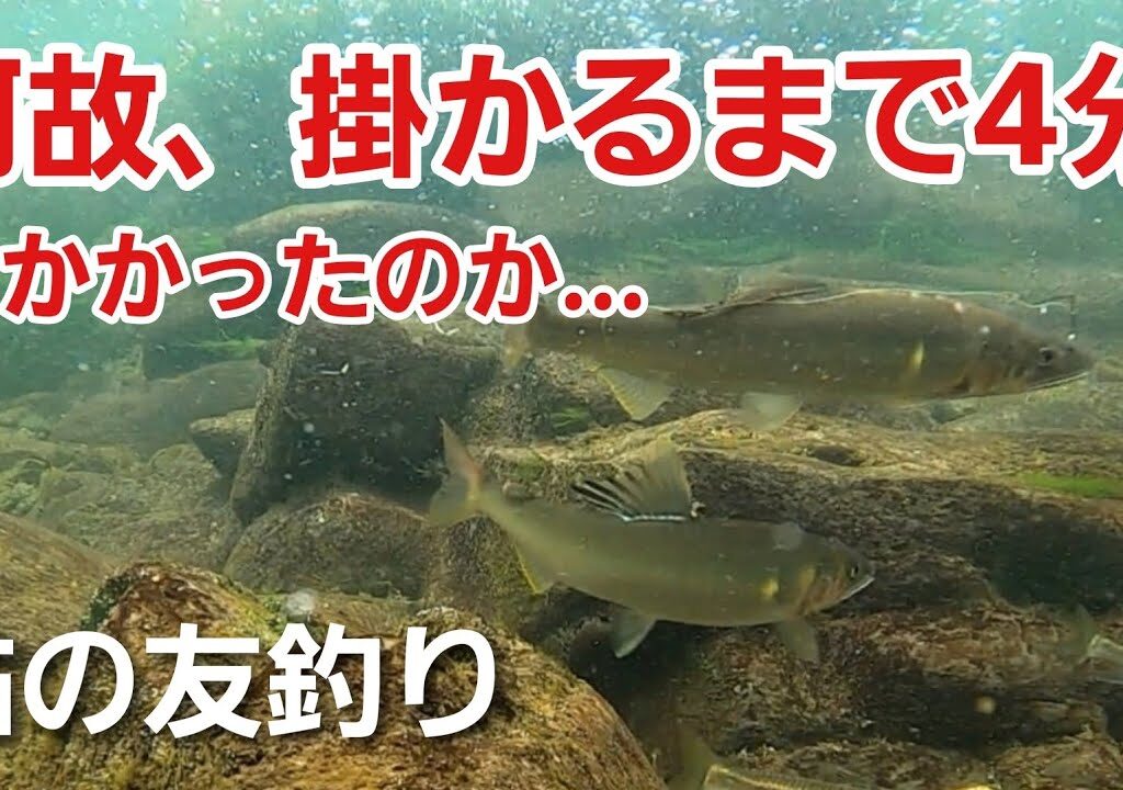 NO35  掛かるまで時間がかかった理由が映像を見てわかりました。ヤナギ仕掛けファン必見！　【友釣りオレ流】