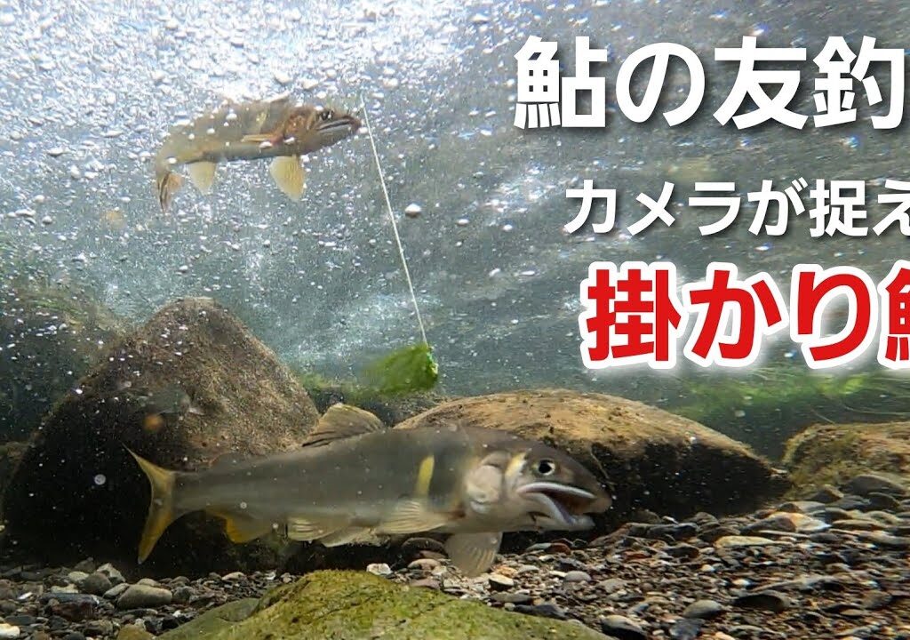 NO36  掛かった野鮎が必死に抵抗します。水中での一部始終をご覧ください！　【友釣りオレ流】