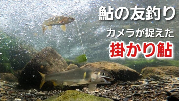 NO36  掛かった野鮎が必死に抵抗します。水中での一部始終をご覧ください！　【友釣りオレ流】