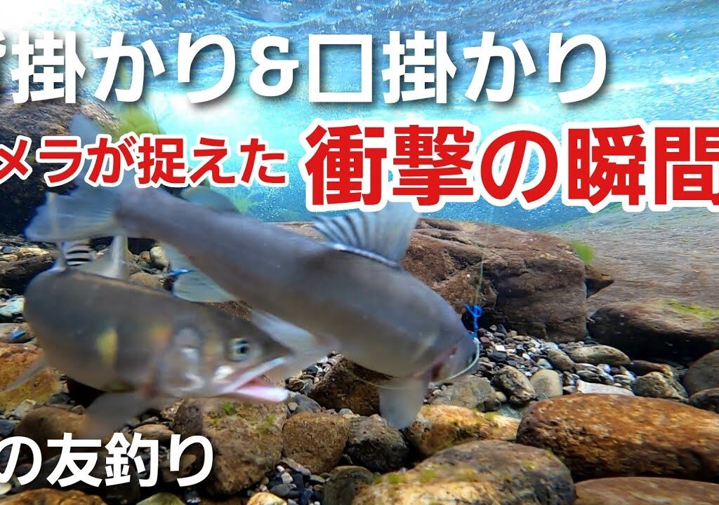 NO37 背掛かり＆口掛かりになるのは何が違う？この動画にヒントあり！　是非、友釣りの参考にしてくださいませ。　【友釣りオレ流】午前の部