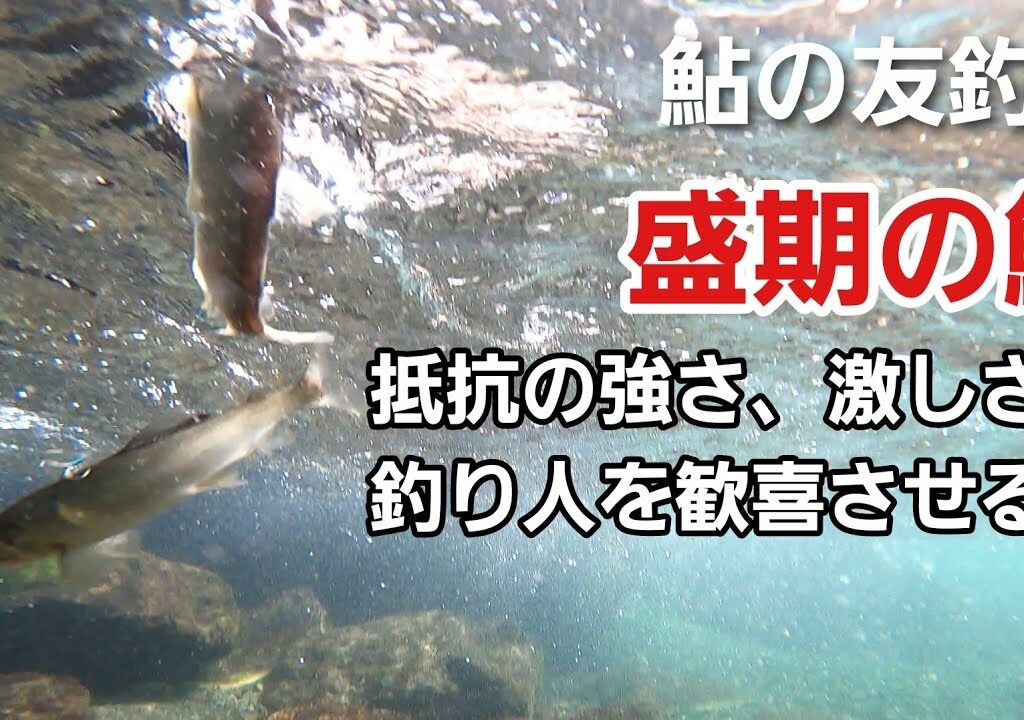 NO39　盛期の鮎、抵抗の強さ激しさが釣り人を歓喜させる！【友釣りオレ流】
