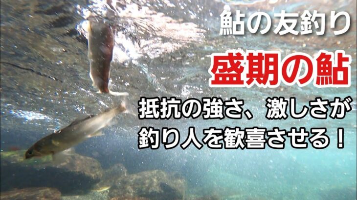 NO39　盛期の鮎、抵抗の強さ激しさが釣り人を歓喜させる！【友釣りオレ流】