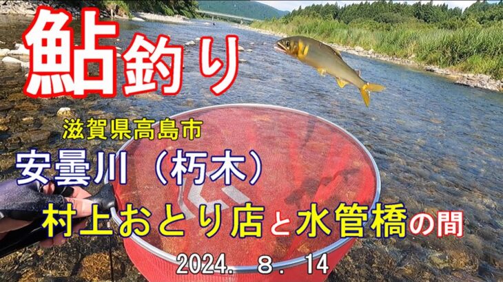 鮎釣り　安曇川（朽木）　村上おとり店と水管橋の間　R6 8 14　滋賀県高島市　Ayu Fishing Ado river Kutsuki  Takashima City Shiga Pre. JPN