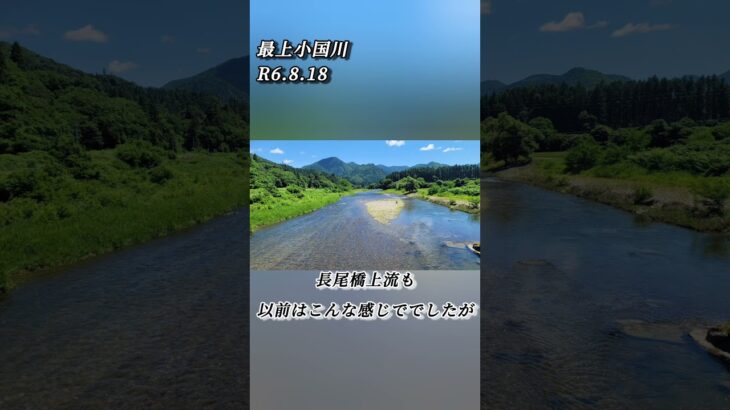 【最上小国川】鮎釣り情報　R6.8.18 #小国川 #最上小国川 #鮎釣り
