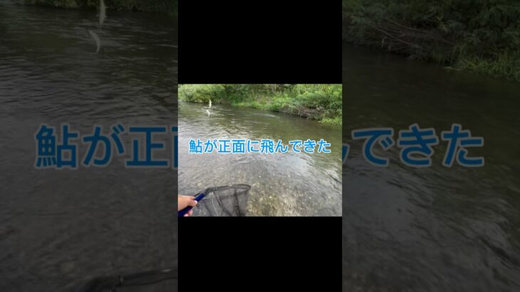 【鮎釣り】鮎が正面に飛んできた！ #アユ釣り #アユ #fishing #鮎釣り #釣り
