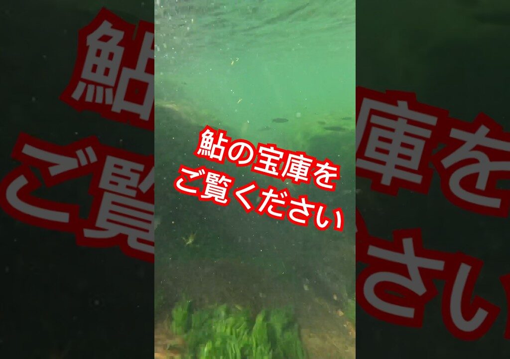 鮎の宝庫💰#鮎釣り #鮎の友釣り #釣り #fishing #fishingvideo #fishinglife #フィッシング