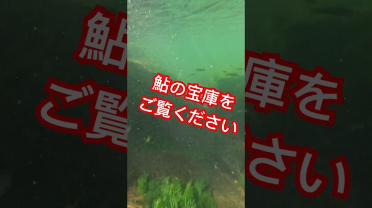 鮎の宝庫💰#鮎釣り #鮎の友釣り #釣り #fishing #fishingvideo #fishinglife #フィッシング