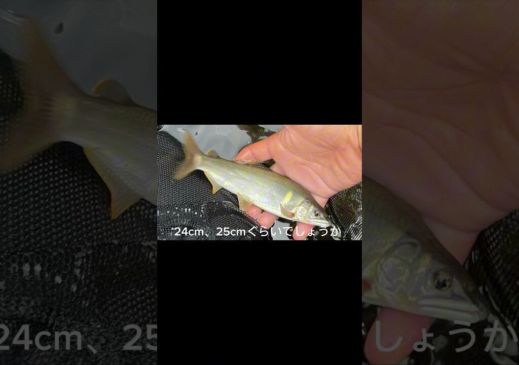 【鮎釣り】山梨県桂川 鮎がデカイ‼️#鮎#鮎釣り#鮎の友釣り#shorts #アユ