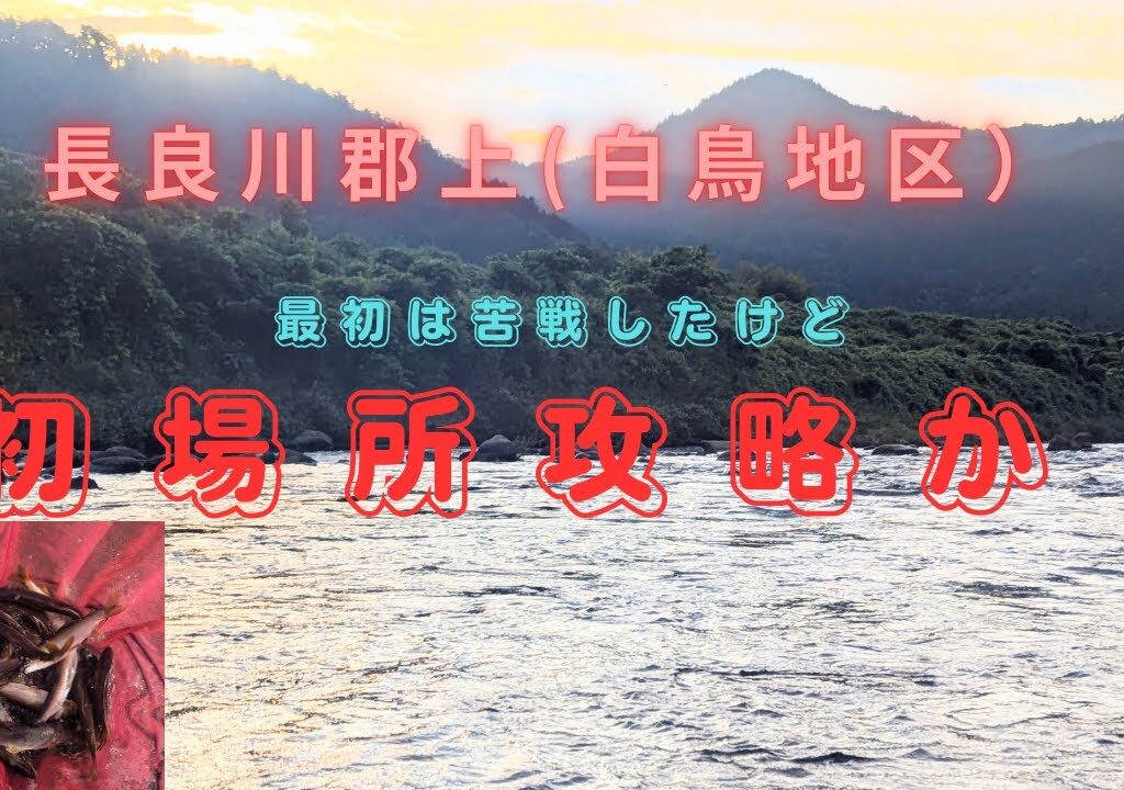 長良川郡上(白鳥地区)初場所攻略？#鮎釣り#銀影エアショートリミテッド