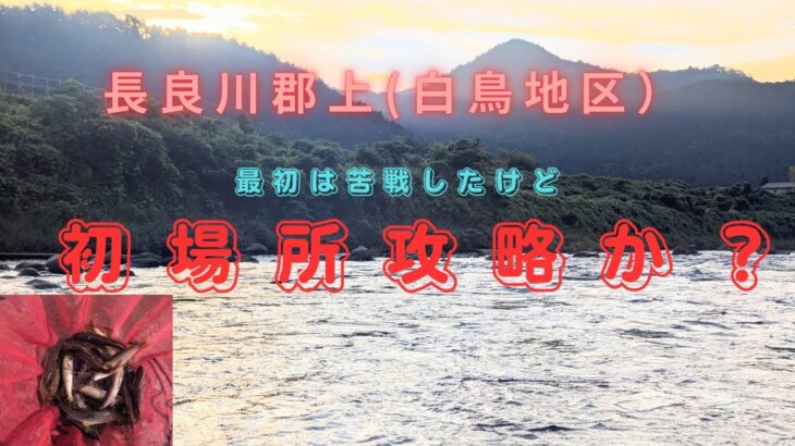 長良川郡上(白鳥地区)初場所攻略？#鮎釣り#銀影エアショートリミテッド