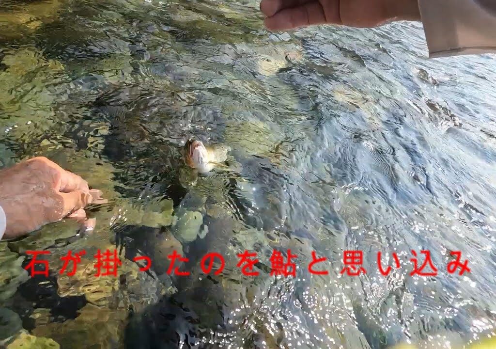 吉野川で大鮎狙いで丸坊主（石と格闘）