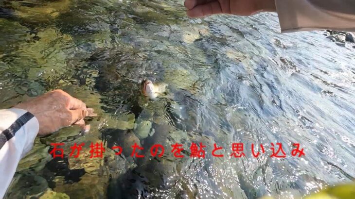 吉野川で大鮎狙いで丸坊主（石と格闘）