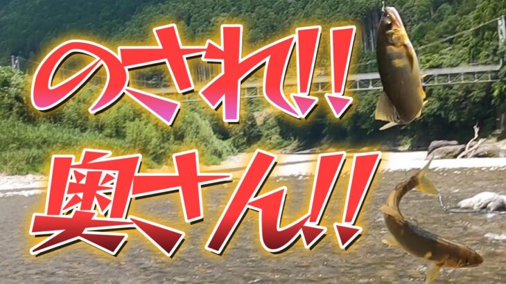 【鮎釣り】奥さん、デカイ鮎にのされまくる