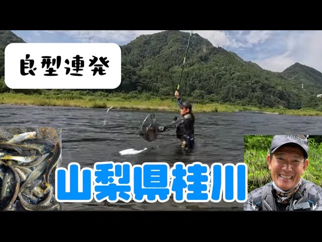 山梨県桂川の鮎釣り　井上聡がテクニックを駆使して攻略？