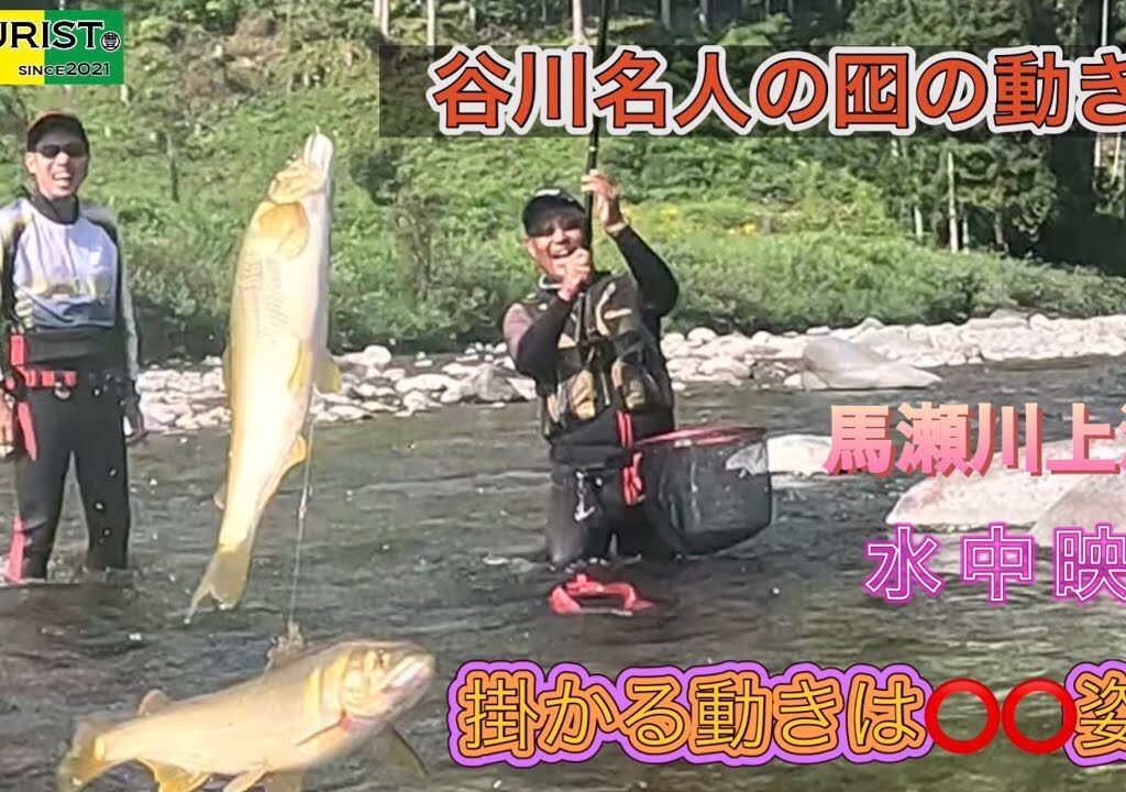 谷川名人【水中映像】掛かる動きは◯◯姿勢　垂直引き泳がせ　馬瀬川