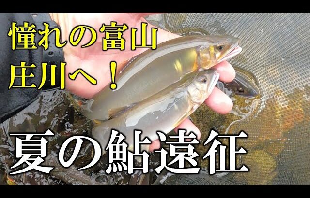 夏の鮎遠征　庄川　ついに、美鮎の宝庫、富山へ行ってきました