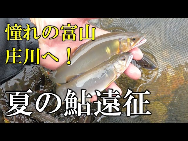 夏の鮎遠征　庄川　ついに、美鮎の宝庫、富山へ行ってきました