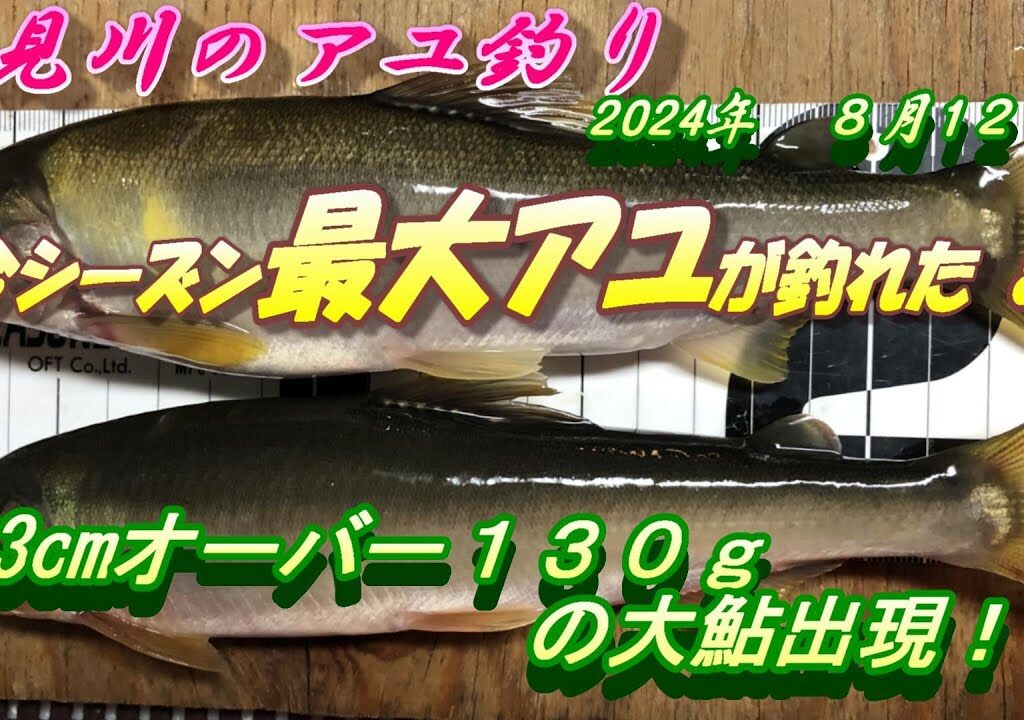 【高見川鮎釣り】今シーズン最大サイズのアユが釣れました。＃アユ釣り＃高見川＃尺鮎釣り