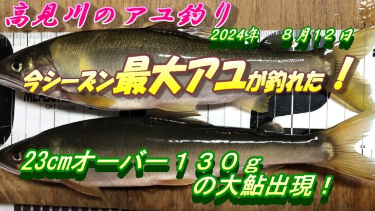 【高見川鮎釣り】今シーズン最大サイズのアユが釣れました。＃アユ釣り＃高見川＃尺鮎釣り
