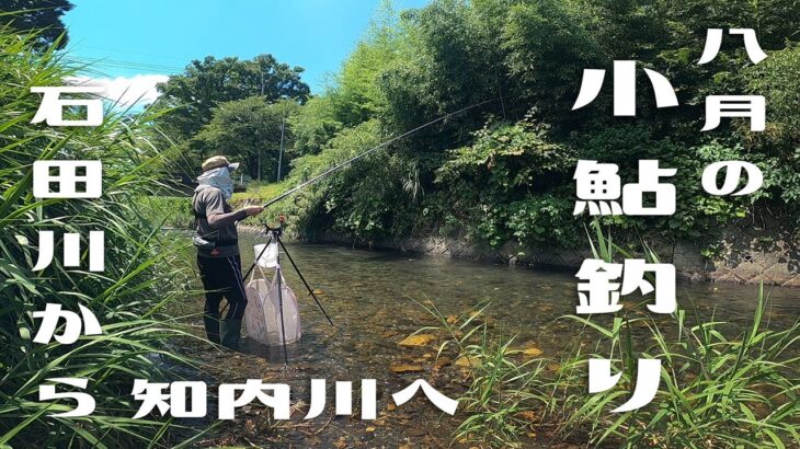 【小鮎釣り】猛暑の八月、石田川と知内川で小鮎を釣りました。
