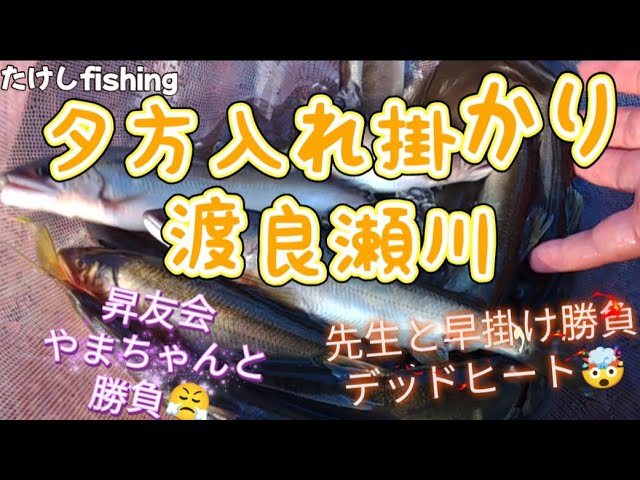 【鮎釣り】昨日大鮎入れ掛かり情報🤯本日も夕方入れ掛かり🥳まさかの○○ン切れ？🧐
