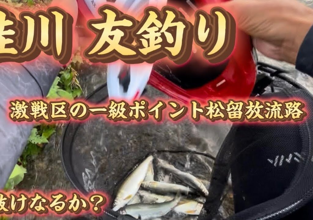 【鮎釣り】人気河川で鮎の友釣り#鮎釣り#友釣り#鮎の友釣り