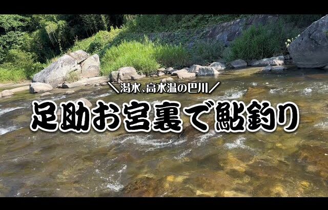 【鮎釣り】昔は禁漁区だった足助のお宮裏で鮎釣り