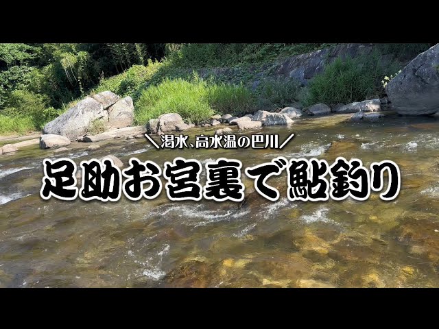 【鮎釣り】昔は禁漁区だった足助のお宮裏で鮎釣り