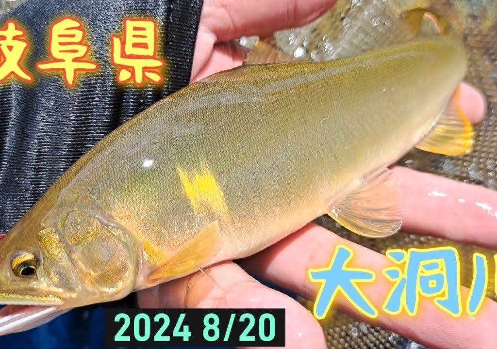 岐阜県　大洞川　鮎釣り　ぶっといの始まりました(´∀｀)