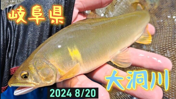 岐阜県　大洞川　鮎釣り　ぶっといの始まりました(´∀｀)