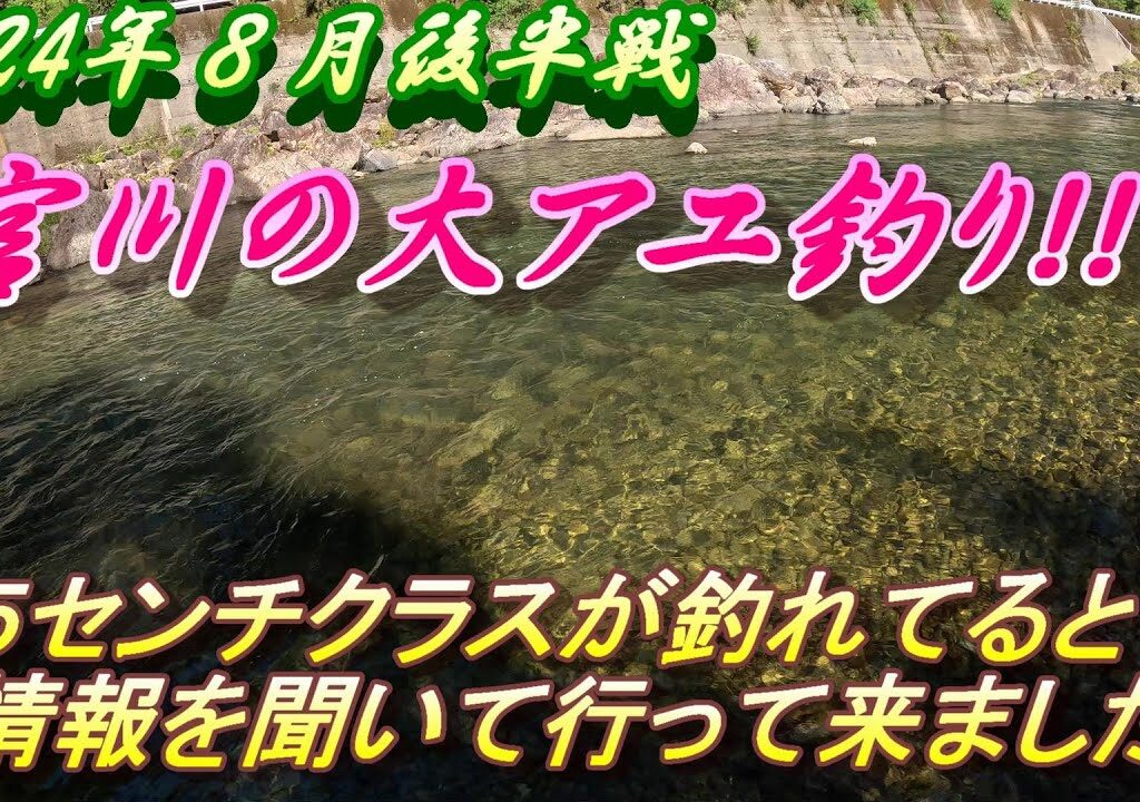 【宮川の鮎釣り】シーズン終盤戦モンスター鮎が釣れまくる！＃アユ釣り＃宮川＃尺鮎