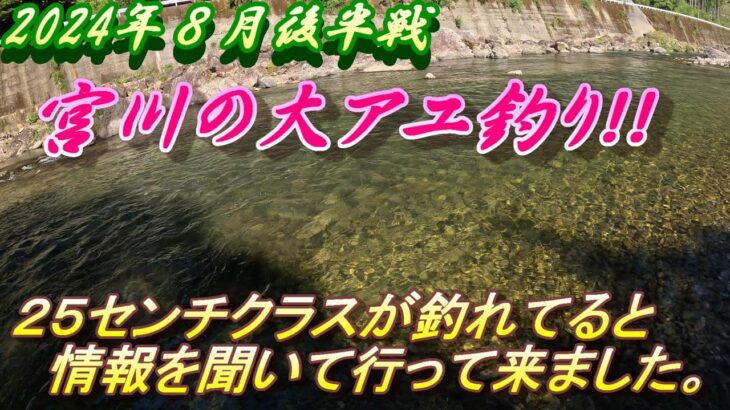 【宮川の鮎釣り】シーズン終盤戦モンスター鮎が釣れまくる！＃アユ釣り＃宮川＃尺鮎