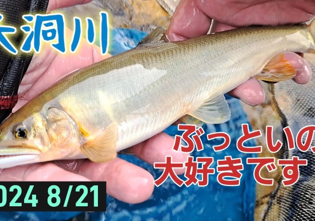 ぶっといの大好きです❗大洞川　鮎釣り　ぶっとい鮎ちゃんに逢いに‼️