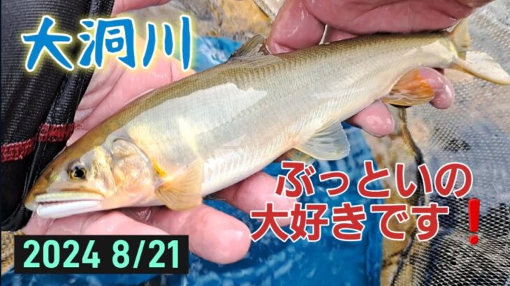 ぶっといの大好きです❗大洞川　鮎釣り　ぶっとい鮎ちゃんに逢いに‼️